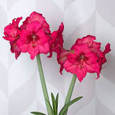 Pin On Amaryllis
