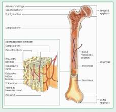 Endochondral ossification is the process by which bone tissue is formed in early fetal development. Musculoskeletal Disorders Basicmedical Key