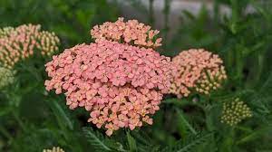 Common Yarrow Plants Tall Flowers Garden