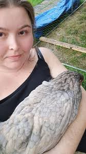 Whats everyone's favorite chicken run? That I can order from Amazon etc.  *we live where we get snow and would like something fully caged in to keep  while not home to let