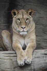 Oko do světa divočiny otevřeno 365 dní v roce. Zoo Olomouc Picture Of Olomouc Zoo Olomouc Tripadvisor