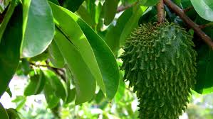 Fruit trees for sale online. Fruits That Can Cause Parkinson S Disease Wall Street International Magazine