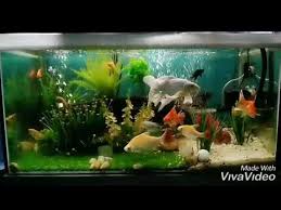 Ikan koi kumpay slayer hiasan aquarium dan kolam di tokopedia ∙ promo pengguna baru ∙ cicilan 0% ∙ kurir instan. Akuarium Hiasan Dengan Ikan Koi Putih Youtube