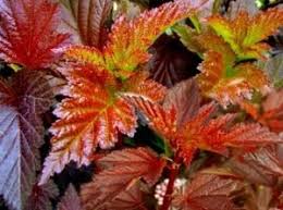 Deciduous shrubs, deer resistant, drought tolerant, hedge, mass planting, ninebark, peeling bark, rabbit. Ninebark Coppertina East Coast Garden Center