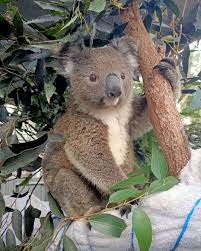 Port Macquarie Koala Hospital On Instagram It S Not Too Late To Help Us Save Koalas Your Donations Over 2 Are Tax Deductible In Aus Koala Koalas Koala Bear
