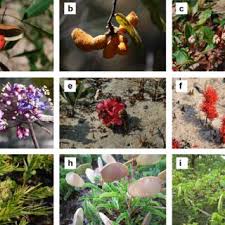 Image result for Chamaeclitandra henriquesiana