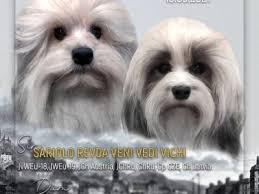 Ad buku ini akan mengajarkan anda cara cepat dan mudah untuk menghasilkan uang dari youtube. Dogs For Sale Page 2 Dogs Jelena Dog Shows