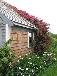 Surprise your loved ones with a fresh proflowers® flower delivery. Cape Cod Historic Homes Blog Gardening With Native Plants To Enhance Your Historic Cape Cod Home Cape Cod House Cottage Garden Backyard
