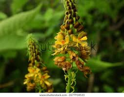 Image result for Guilandina bonduc