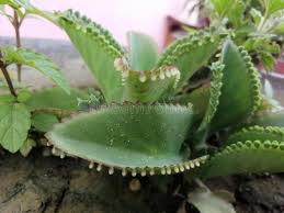Image result for Kalanchoe gastonis-bonnieri