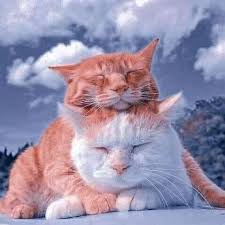 Maybe you would like to learn more about one of these? Kasih Sayang Dan Cinta Kelab Pencinta Kucing Malaysia Facebook