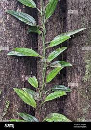 Image result for Bidens pinnatipartita