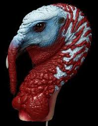 World Fauna Taxidermy Freeze Dried Wholesale Turkey Head Mounts Freeze Drying Taxidermy Frozen