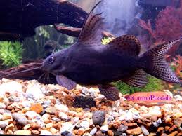 Network Catfish Tropical Fish Aquarium Freshwater Aquarium Fish Pet