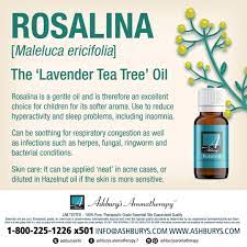 Rosalina Maleluca Ericifolia The Lavender Tea Tree Oil Rosalina Is A Gentle Oil And Is Therefore An Excellent Choice F Lavender Tea Tea Tree Oil Tea Tree