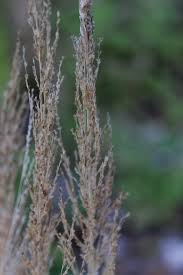 Image result for Eragrostis japonica