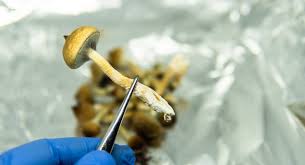 Image result for Psilocybin