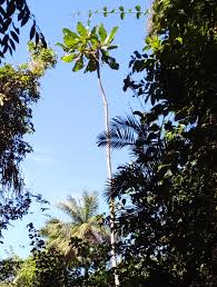 Image result for Erianthemum virescens