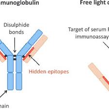 Pdf Polyclonal Free Light Chains A Biomarker Of Inflammatory Disease Or Treatment Target