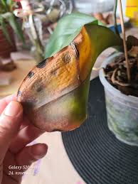 Image result for puklice na orchideích obrázek