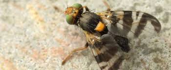 Epingle Sur Insectes Et Maladies Du Jardin