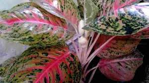 Motif batik bunga memiliki ciri khas warna yang cukup terang dengan. Jual Bibit Tanaman Hias Archives Grosir Bibit Tanaman