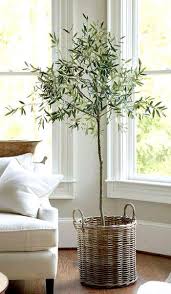 Department of agriculture hardiness zones 8 through 10 (find your zone here) to bear fruit, an olive tree requires vernalization, a process that requires a period of cold temperatures in the winter to initiate flowering in the spring. Olive Tree Arbequina Variety