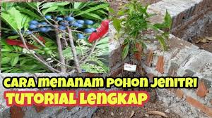 Gambar 3 dimensi mulai trend skitar awal tahun 2014. Cara Menanam Pohon Jenitri Tutorial Lengkap Dan Jelas Youtube