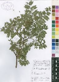 Image result for Cryptosepalum exfoliatum