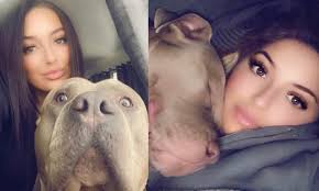 XL bully owners hit out after Scotland ban announcement