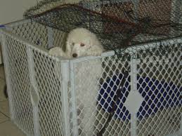 Where To Find Puppy Growth Chart Online Page 2 Poodle