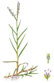 Image result for Paspalum vaginatum