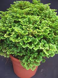 Image result for Selaginella mittenii