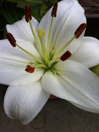Casablanca Oriental Lilies Oriental Lily Beautiful Flowers Flower Garden