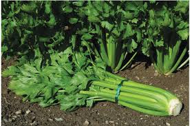 Image result for Apium graveolens