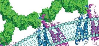 Averigua lo que nicolas reyes sedarri (nicolasreyessed) ha descubierto en pinterest, la mayor colección de ideas del mundo. The Behaviour Of Therapeutic Antibodies In Immunotherapy