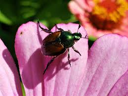 We did not find results for: Insects In Spanish 70 Words To Buzz Up Your Vocabulary
