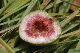 Image result for Ficus sur