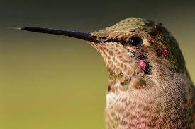 New Research Shows Hummingbirds Need Exceptional Brains To Hover Hummingbird Hummingbird Nectar Annas Hummingbird
