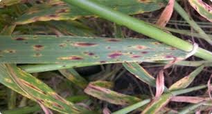 Maybe you would like to learn more about one of these? Crop Diseases Agriculture And Food