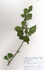 Image result for Gardenia subacaulis