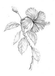 Ú¯Ø§Ù„Ø±ÛŒ Ù†Ù‚Ø§Ø´ÛŒ Pencil Drawings Of Flowers Flower Sketch Pencil Flower Line Drawings Pencil drawings of flowers drawings easy drawings flower drawing tutorials art sketches flower drawing flower sketches plant drawing.