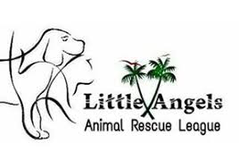 The staff here focus on medically needy dogs and cats while rescuing hundreds of pets every year from local municipal shelters. Little Angels Animal Rescue League Waggybond Com