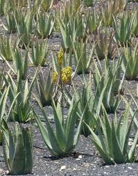 How often do aloe plants bloom. Frequently Asked Questions About Aloe Vera Farming Agri Farming