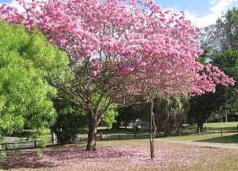 Apakah salah satu impian anda adalah melihat langsung kecantikan bunga sakura? Limakaki Taman Tabebuya Ada Pohon Mirip Bunga Sakura Loh Di Taman Ini