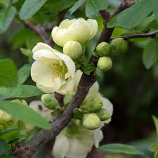 Image result for Chaenomeles