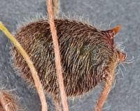 Image result for Marsilea nubica