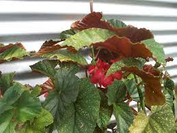 Begonia X Corallina Angel Wing Begonia World Of Flowering Plants