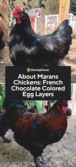 About Marans Chickens French Chocolate Colored Egg Layers