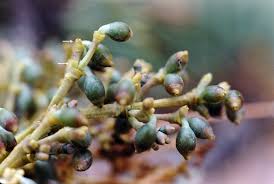 Image result for Viscum combreticola